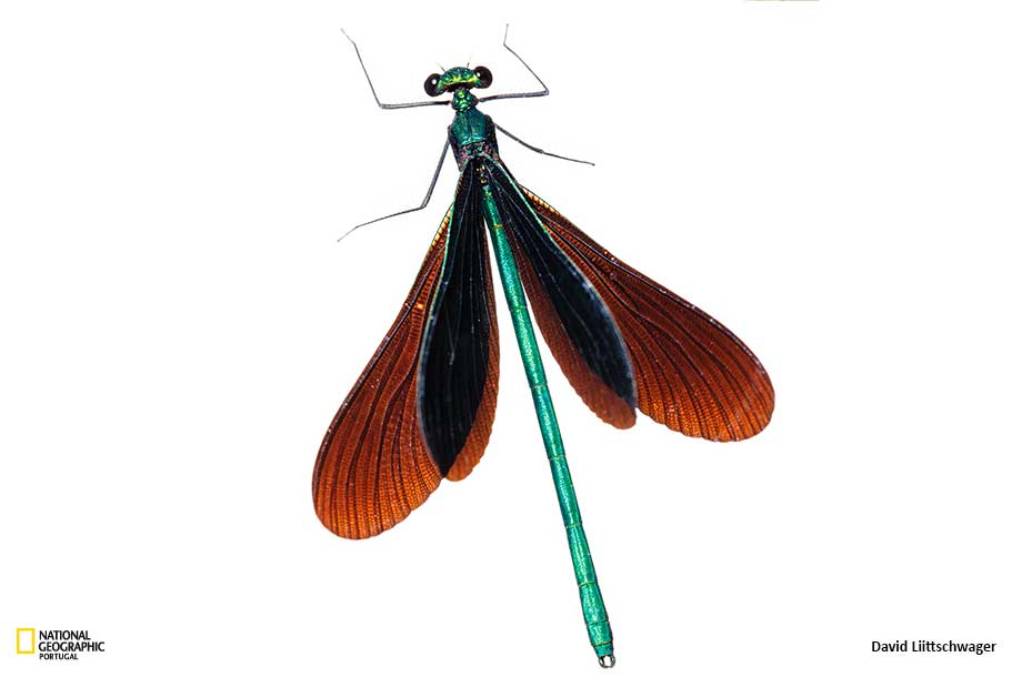 Libarca Insecta Para onde foram todos os insectos?
